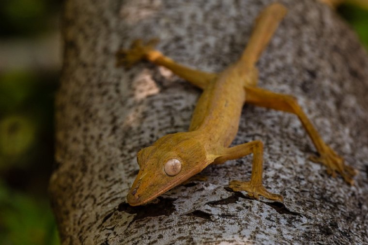 121 Peyrieras reservaat, gelijnde bladstaartgekko.jpg